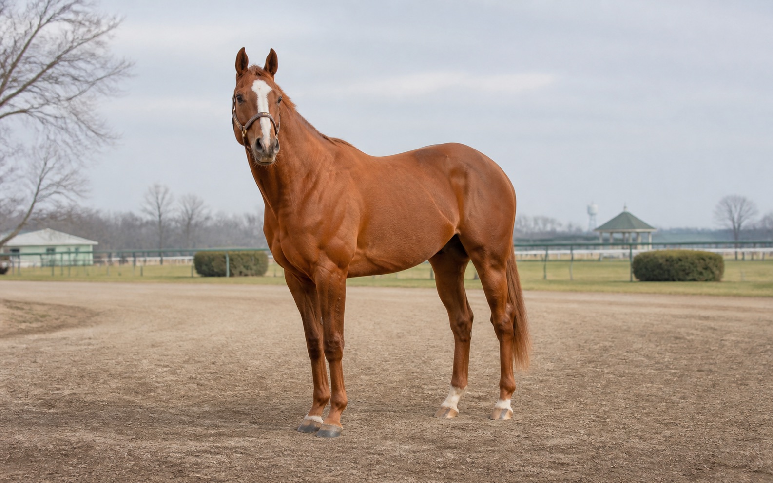 Alydar için temsili görsel