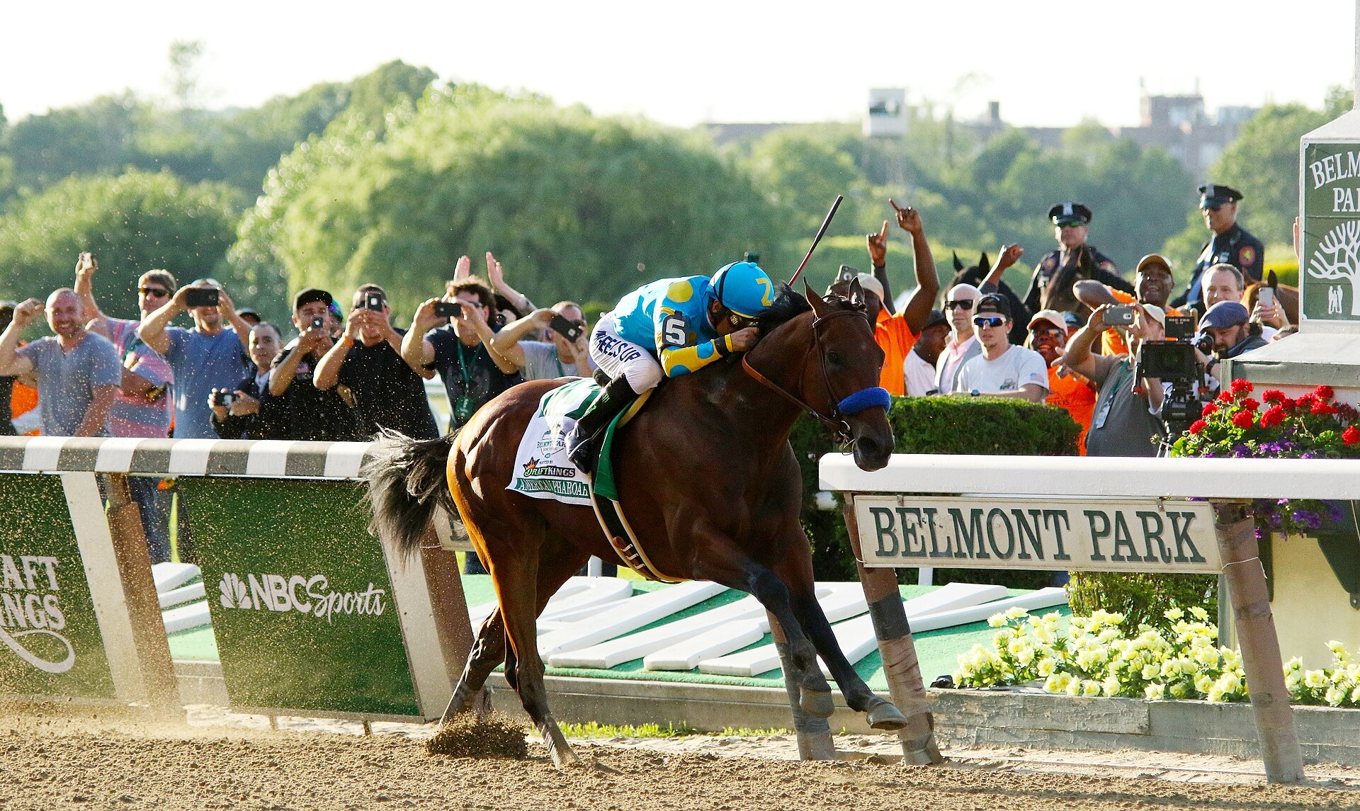 American Pharoah yarış atı fotoğrafı
