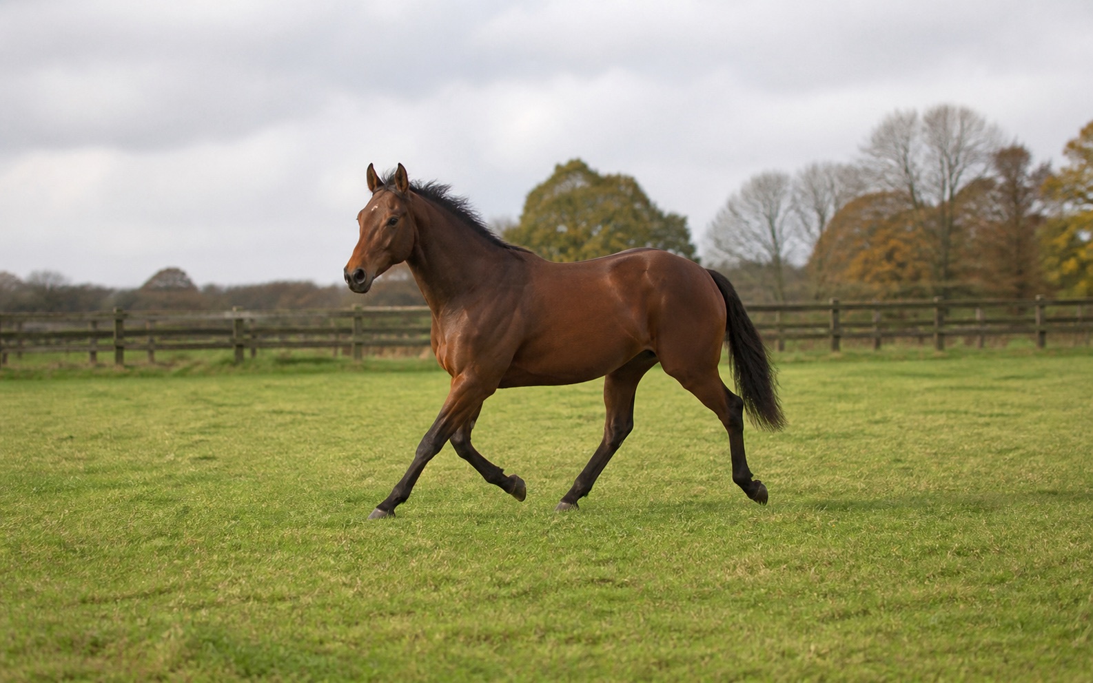 Dancing Brave için temsili görsel