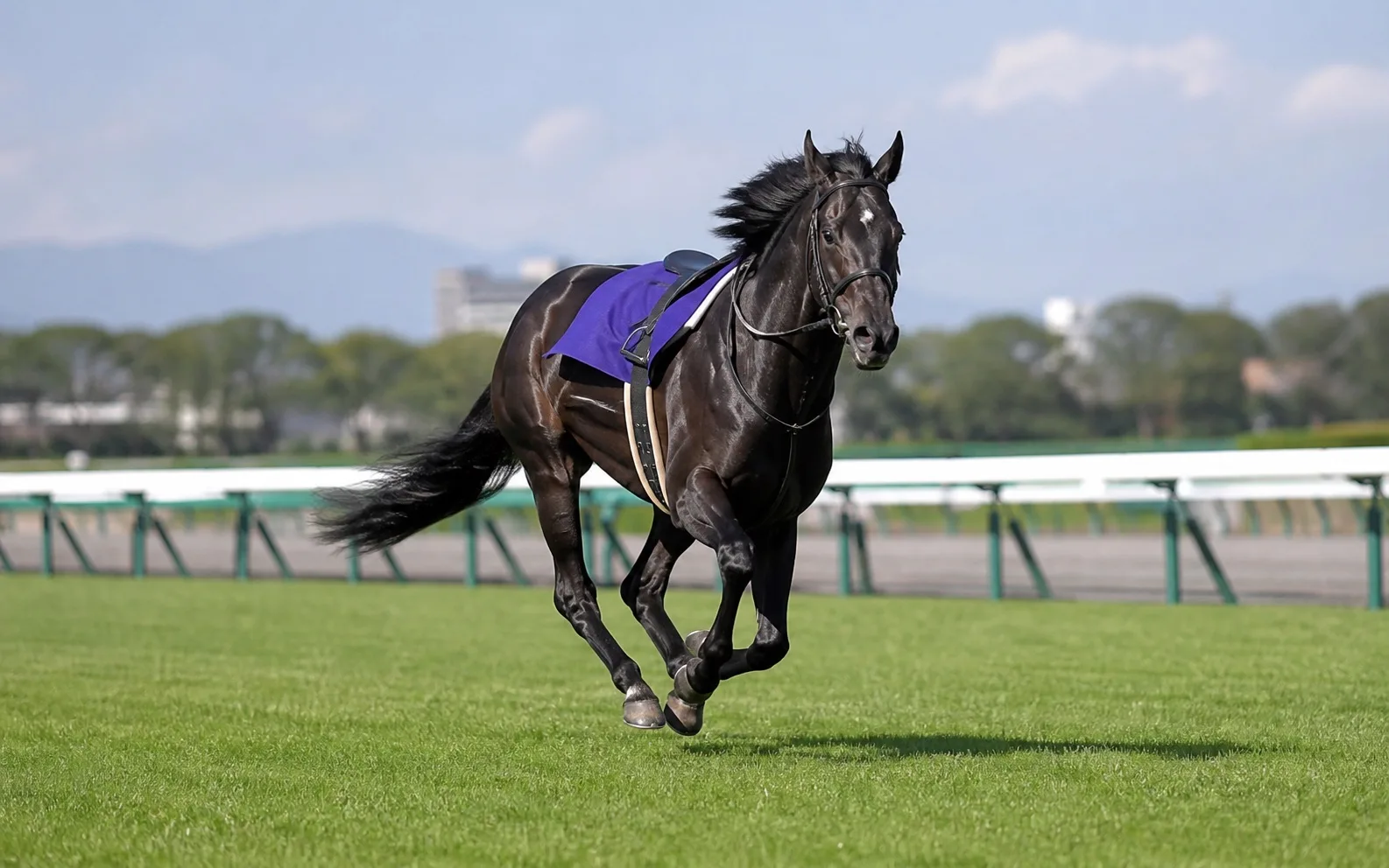Kitasan Black için temsili görsel