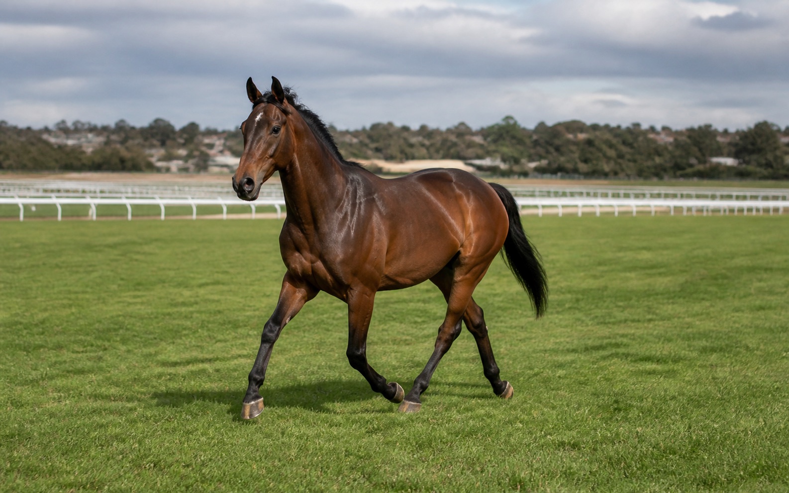 Makybe Diva için temsili görsel