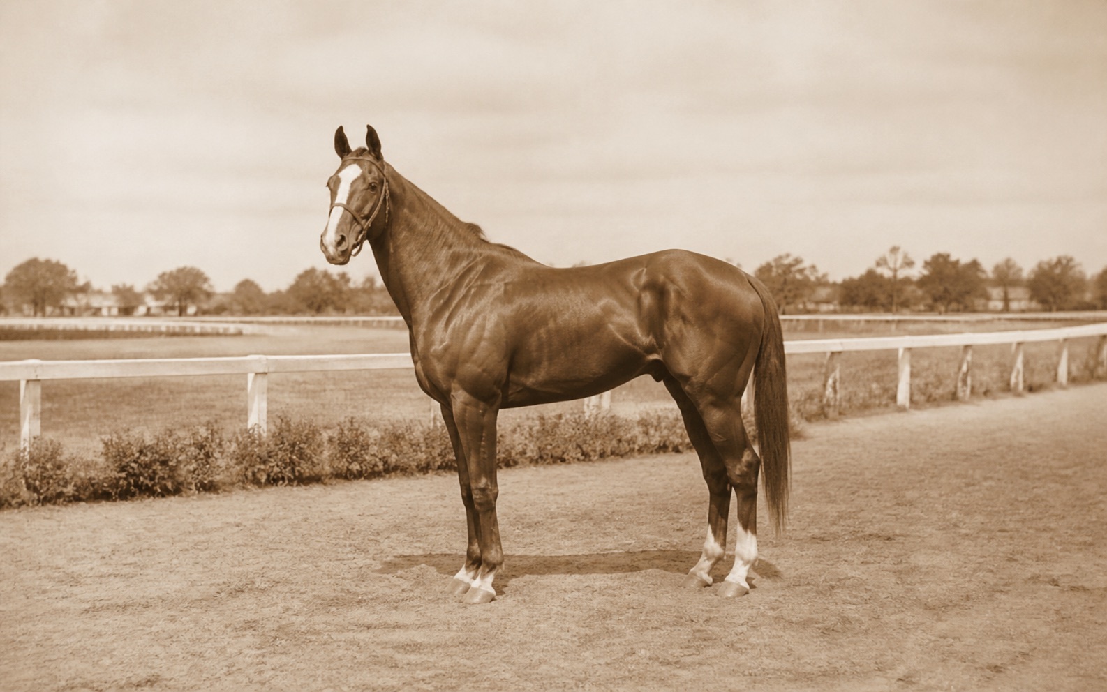 Phar Lap için temsili görsel