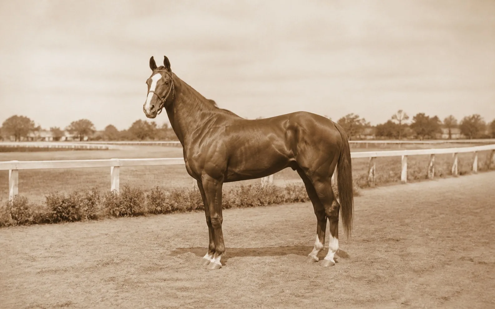 Phar Lap için temsili görsel