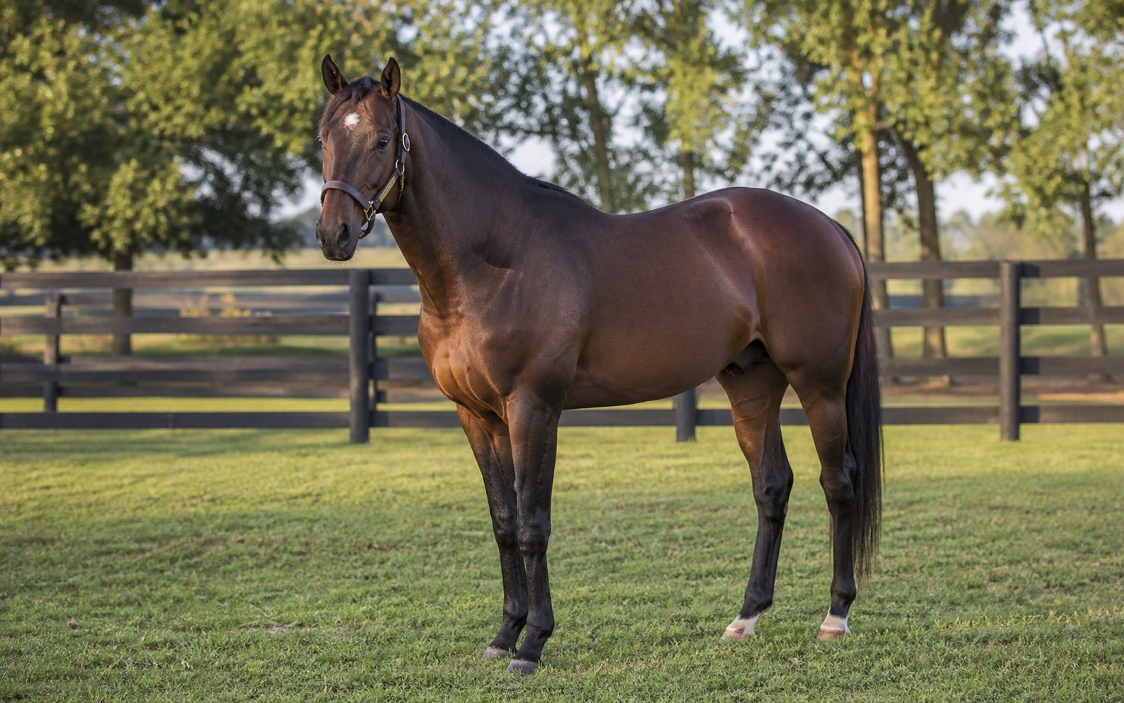 Pioneerof the Nile için temsili görsel