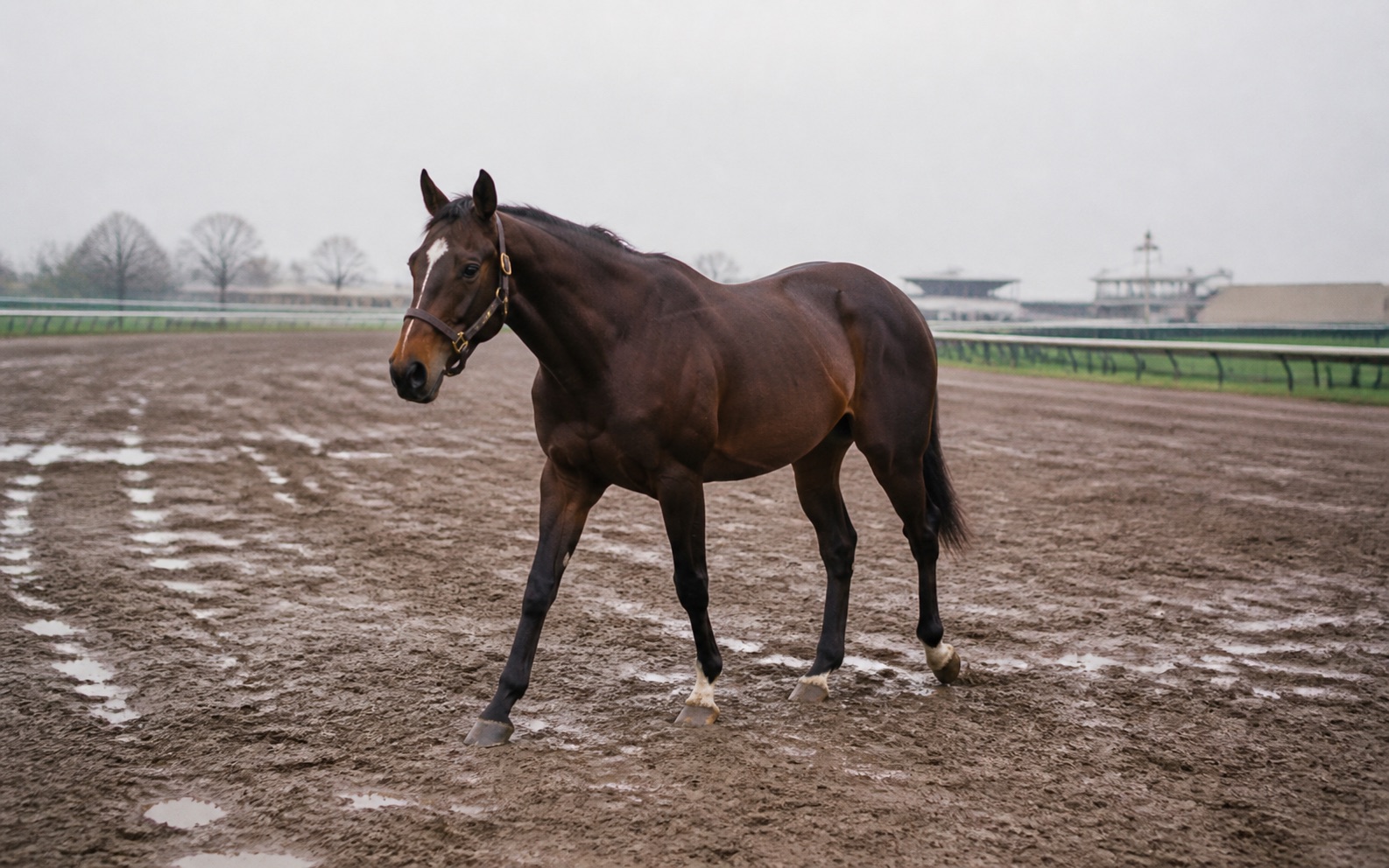Seattle Slew için temsili görsel