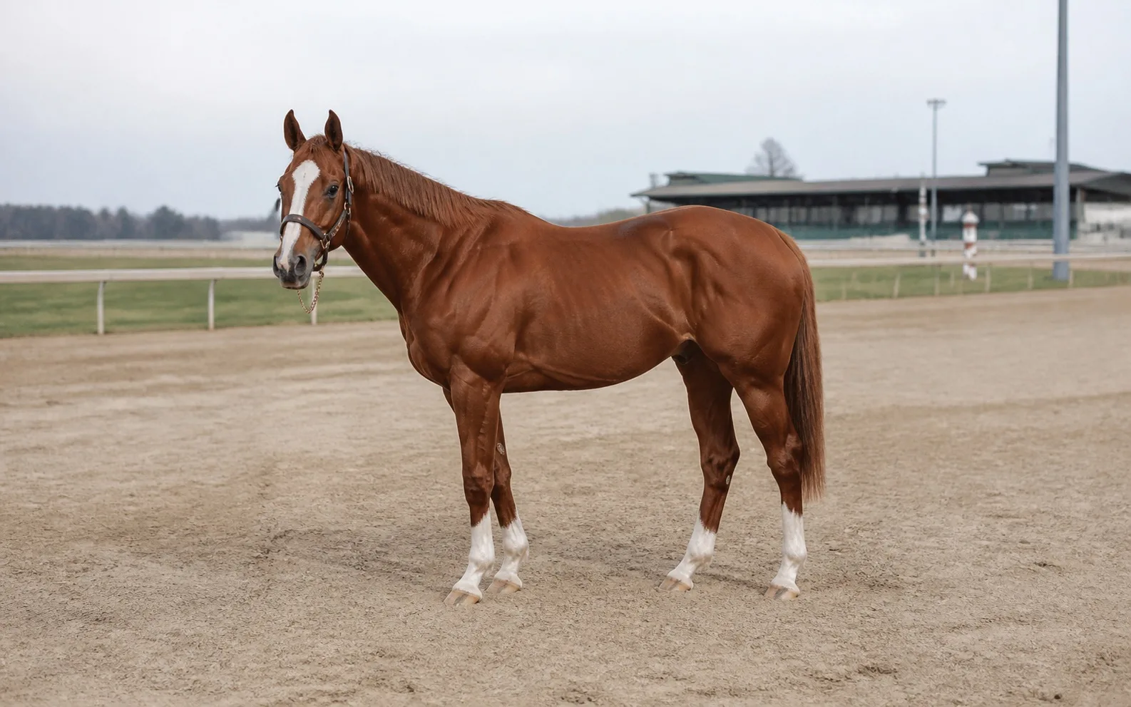 Secretariat için temsili görsel