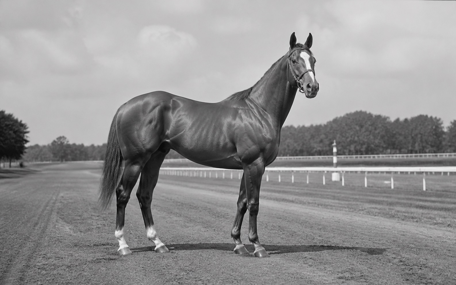 Whirlaway için temsili görsel