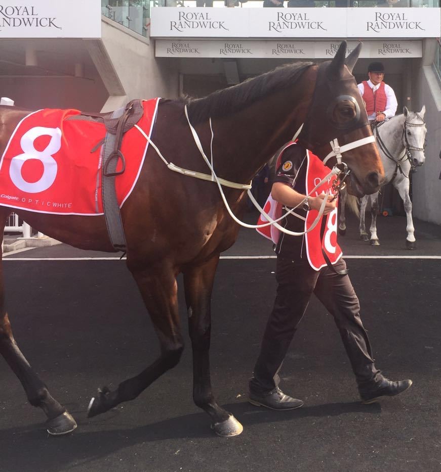 Winx yarış atı fotoğrafı